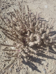 Halogeton glomeratus