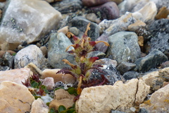 Pedicularis hirsuta