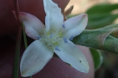 Oxygonum dregeanum