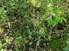 Collinsia violacea
