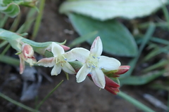 Oxygonum dregeanum