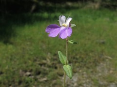 Collinsia violacea