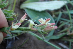 Oxygonum dregeanum