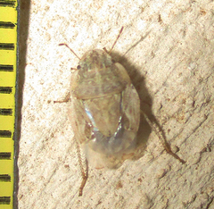 Sciocorini