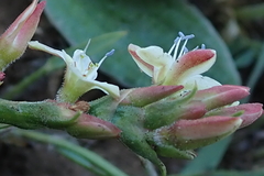 Oxygonum dregeanum