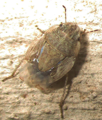 Sciocorini