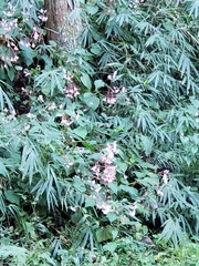 Begonia grandis