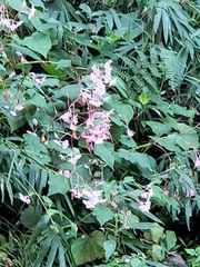 Begonia grandis