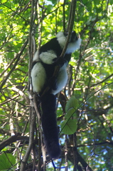Varecia variegata