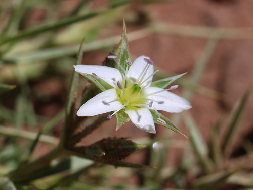Arenaria pungens