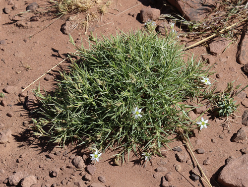 Arenaria pungens, photograph 2