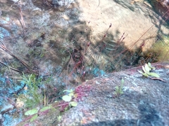 Drosera burkeana image