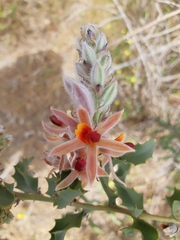 Jacksonia floribunda