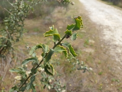Jacksonia floribunda