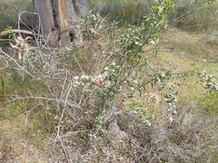 Jacksonia floribunda