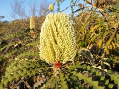 Banksia speciosa