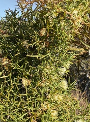 Hakea varia
