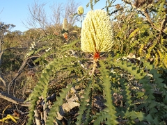 Banksia speciosa