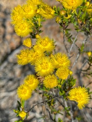 Verticordia chrysantha