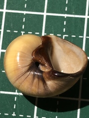 Natica fasciata