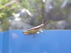 Spathosternum prasiniferum