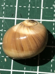 Natica fasciata