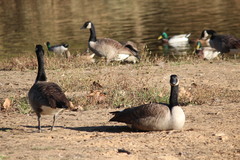 Branta canadensis canadensis