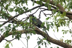 Eudynamys scolopaceus