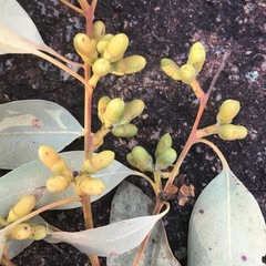Eucalyptus prava