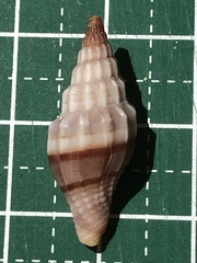 Vexillum balteolatum