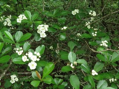 Crataegus berberifolia