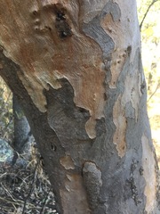 Eucalyptus prava