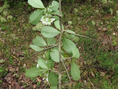Crataegus berberifolia