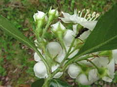Crataegus berberifolia