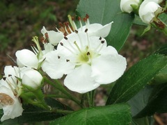 Crataegus berberifolia