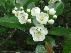 Crataegus berberifolia