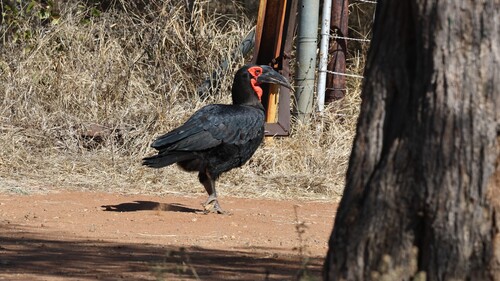 Southern Ground Hornbill