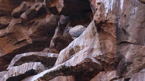 Cape Griffon