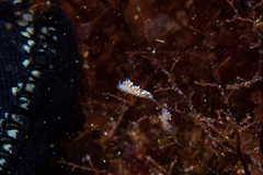 Coryphellina poenicia