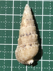 Rhinoclavis sinensis
