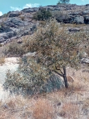 Sarcolaena oblongifolia image