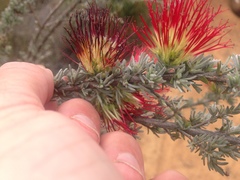 Melaleuca cinerea