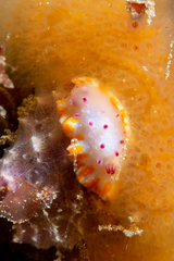 Mexichromis macropus