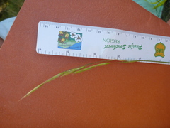 Bromus laevipes