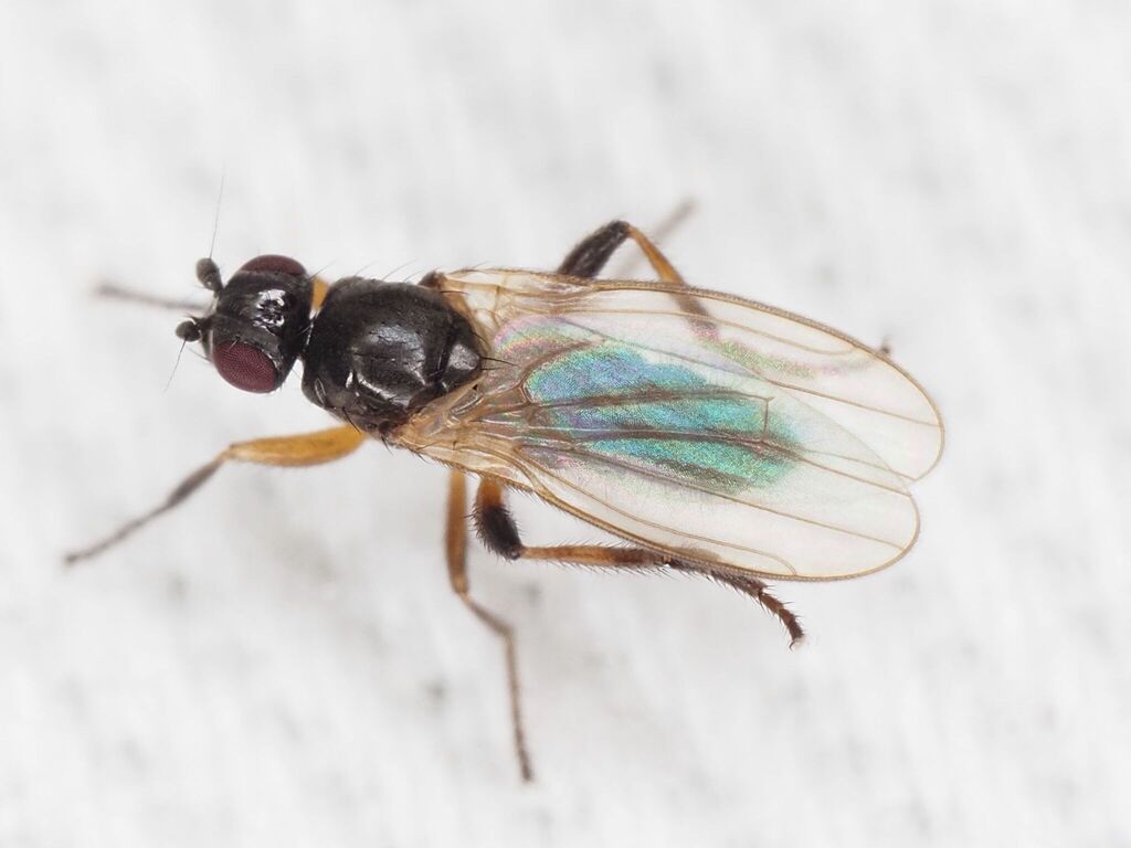 Norrbomia
