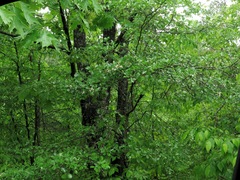 Crataegus berberifolia