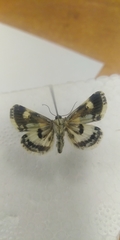 Acontia melanura