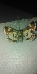 Acontia melanura
