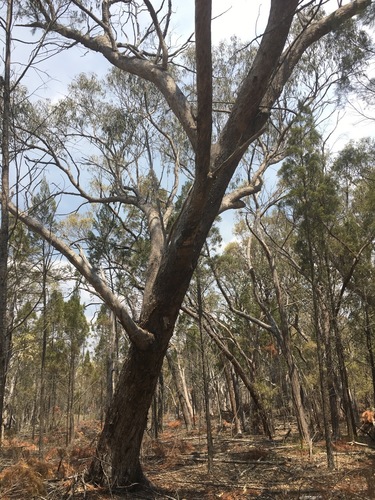 Eucalyptus banksii Maiden 2