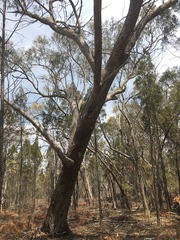 Eucalyptus banksii